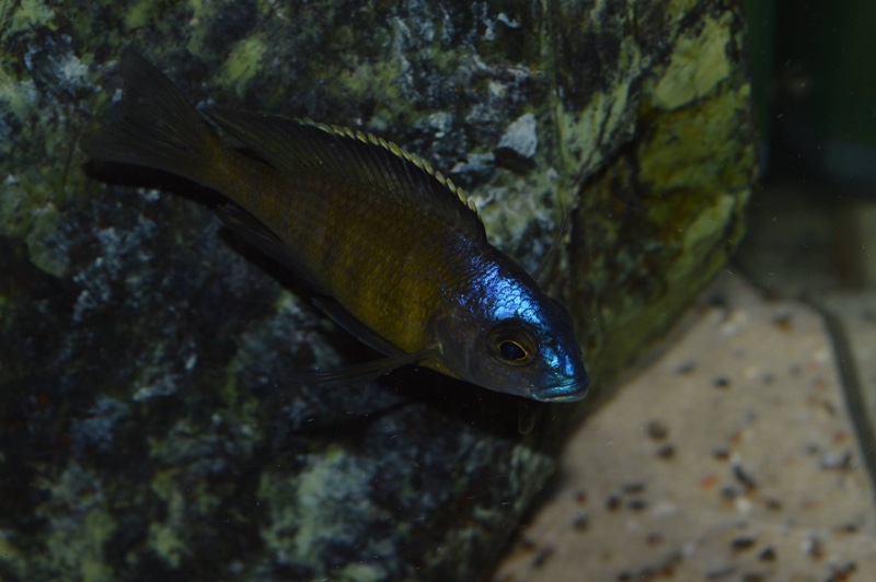 Placidochromis sp. 'electra superior' Mandalawi Reef